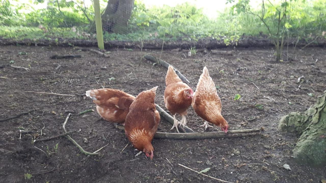 Cockley Hill Farm Bed & Breakfast Brackley  Εξωτερικό φωτογραφία